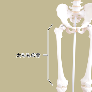 太ももの骨