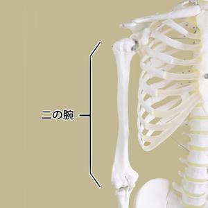 二の腕
