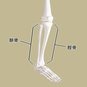 すねの骨
