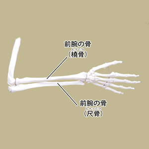 前腕